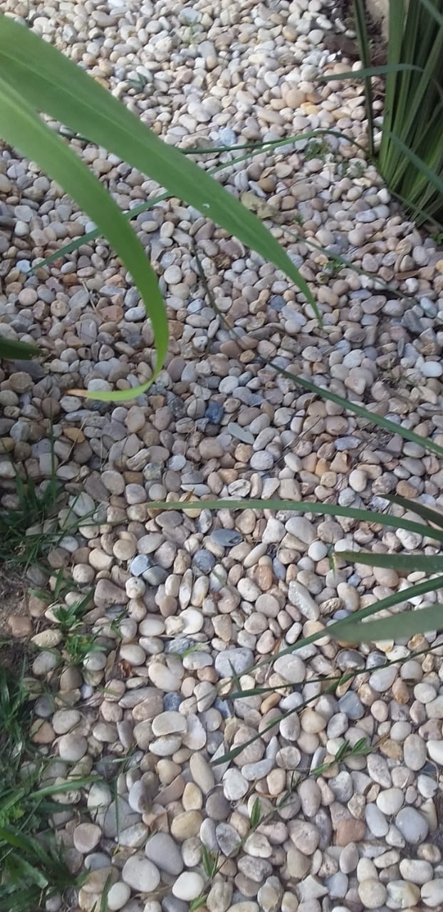 Seixo de Rio